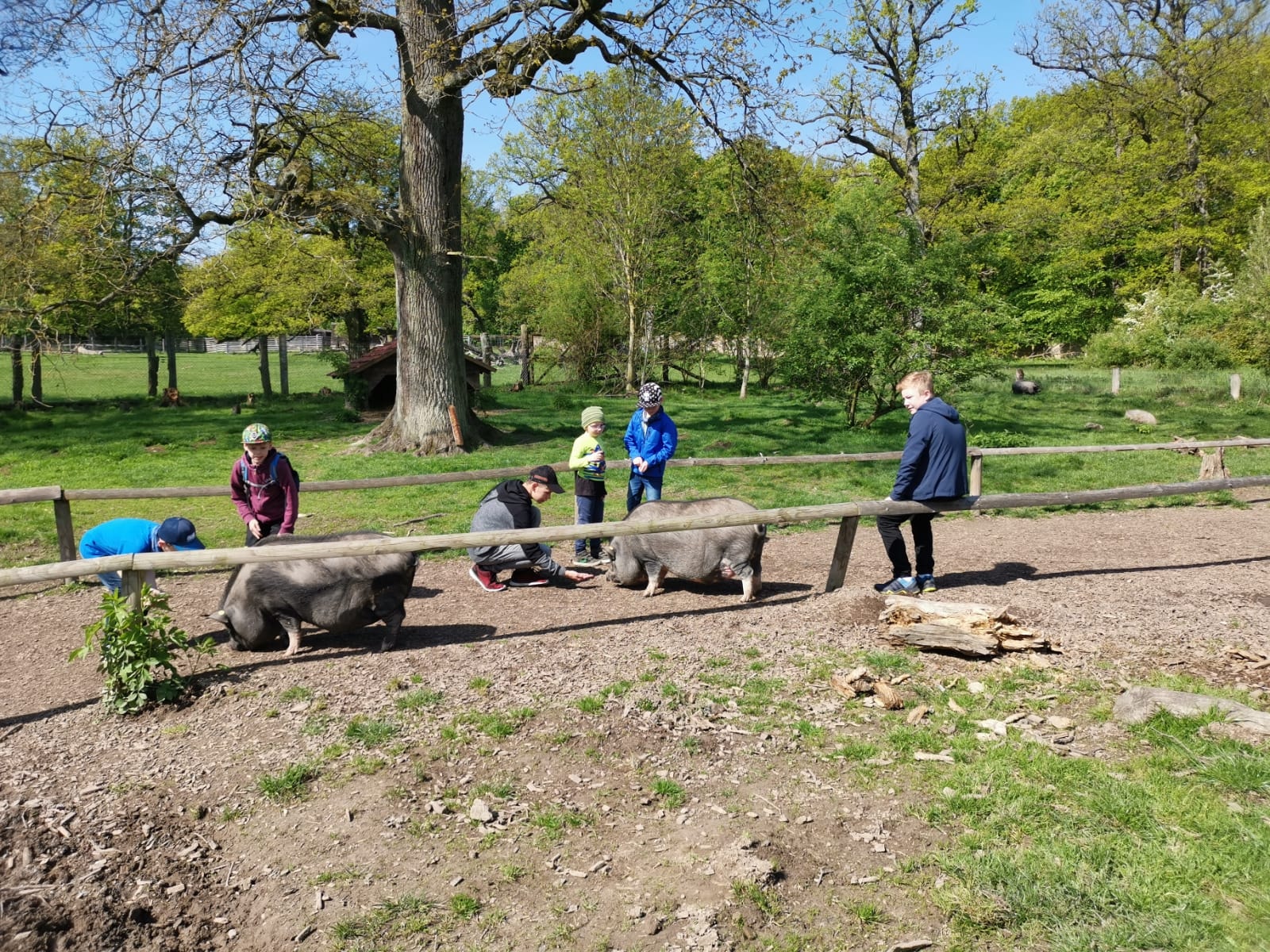 2019 05 26 Kinder und Jugendfeuerwehr besuchen Tierpark Sababurg Bild 4