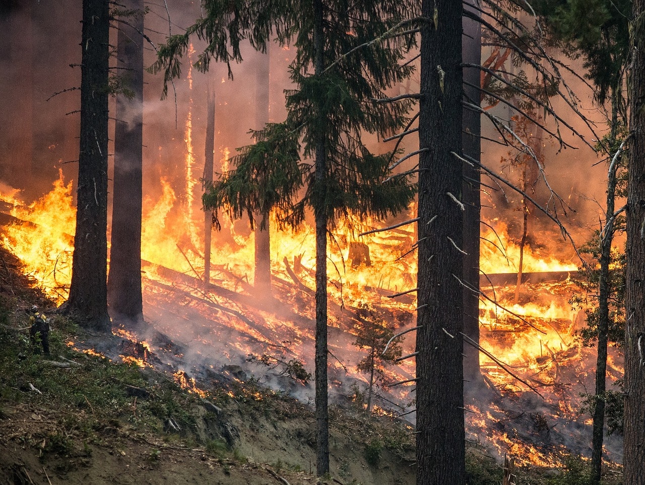 2019 07 02 Waldbrandalarmstufe durch das Land Hessen ausgelöst